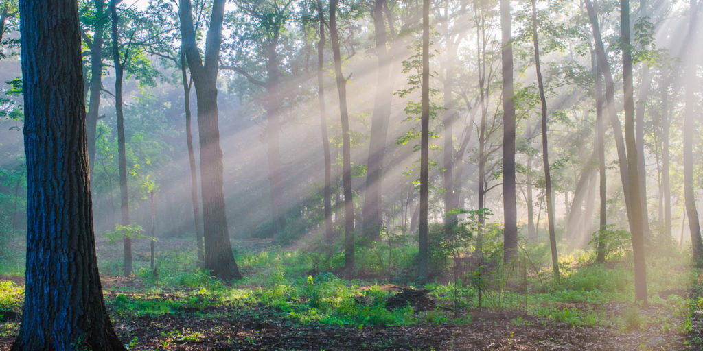 Forest Rays - Meditation
