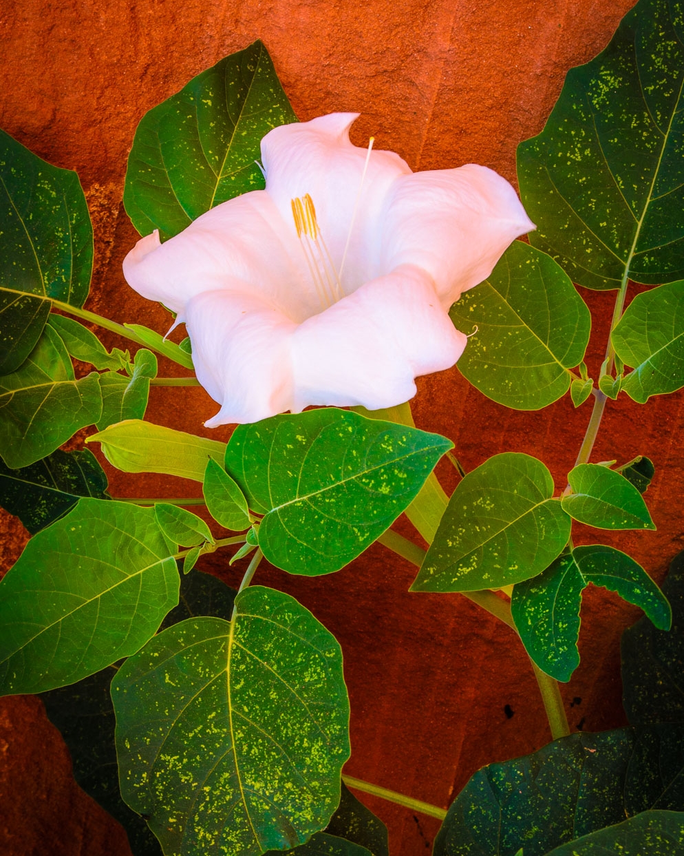 Canyon Lily by Harry Hitzeman Jr., near Lake Powell, AZ
