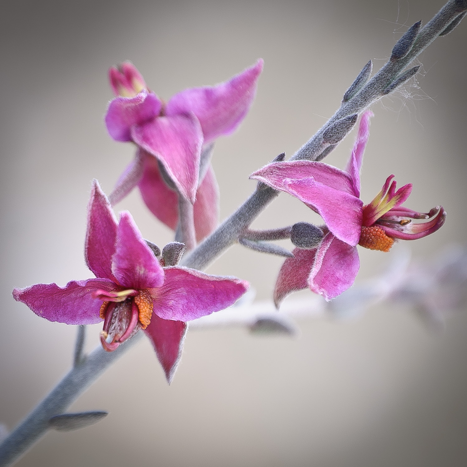 White Ratany , a wildflower of the American Southwest, photo by Harry H. Hitzeman Jr.
